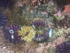 Dodecaceria fewkesi