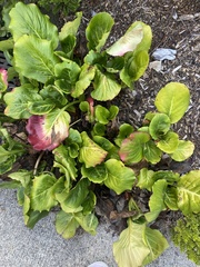 Bergenia