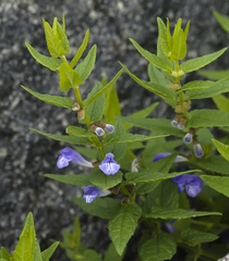 Scutellaria