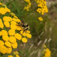 Bombus vancouverensis vancouverensis
