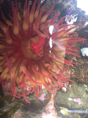 Cribrinopsis albopunctata