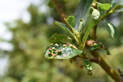 Eriophyes emarginatae