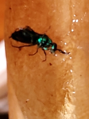 Chrysis angolensis