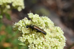 Lepturobosca nigrolineata