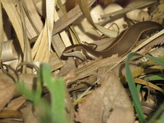 Aspronema dorsivittatum