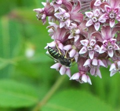 Bembix americana spinolae