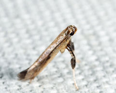 Caloptilia hypericella
