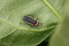 Hesperolabops gelastops