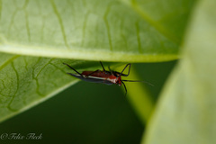 Hesperolabops gelastops