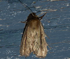 Photedes enervata