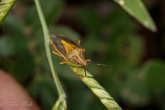 Oebalus
