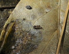Diparidae