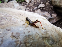 Huastecacris truncatipennis