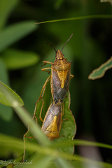Oebalus