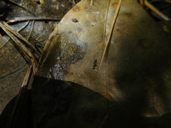 Diparidae
