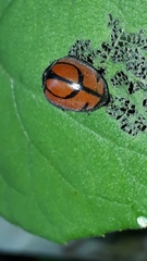 Epilachna nigrocincta