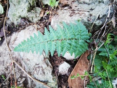Myriopteris microphylla