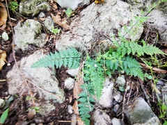 Myriopteris microphylla