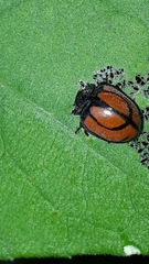 Epilachna nigrocincta