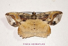 Thysanopyga crenata