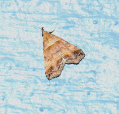 Heterogramma circumflexalis