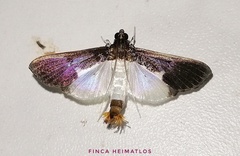 Diaphania yurakyana