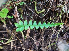 Polypodium plesiosorum