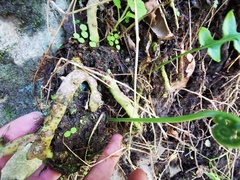Polypodium plesiosorum