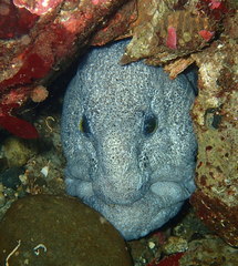Anarrhichthys ocellatus