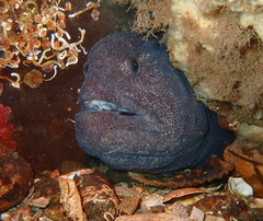 Anarrhichthys ocellatus