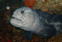 Anarrhichthys ocellatus