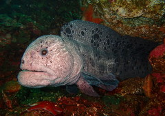 Anarrhichthys ocellatus