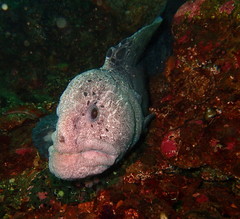 Anarrhichthys ocellatus