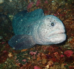 Anarrhichthys ocellatus