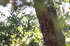 Sitta carolinensis aculeata