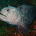 Wolf Eel - Photo (c) Sara Thiebaud, some rights reserved (CC BY-NC), uploaded by Sara Thiebaud