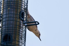 Sitta carolinensis aculeata