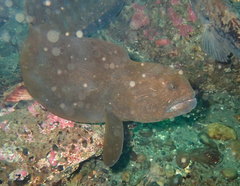 Anarrhichthys ocellatus