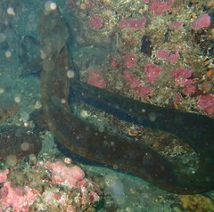 Anarrhichthys ocellatus