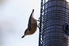 Sitta pygmaea pygmaea