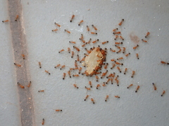 Trichomyrmex destructor