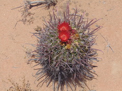 Ferocactus gracilis coloratus
