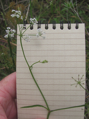 Limnosciadium pinnatum