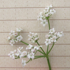 Limnosciadium pinnatum