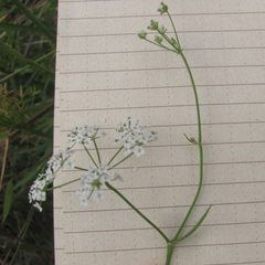 Limnosciadium pinnatum