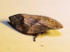 Lepyronia quadrangularis