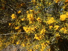 Acacia nyssophylla