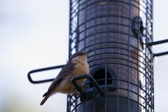 Sitta pygmaea pygmaea