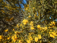 Acacia nyssophylla