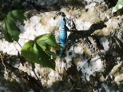 Sceloporus minor cyaneus